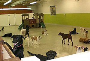 Inn The Dog House | Daycare & Pet Resort