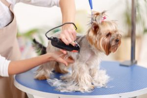 Pet Spa | Inn The Dog House